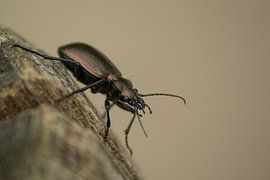 beetle close up by Romy Zoggel
