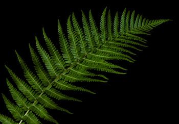 Forest Rhythm
