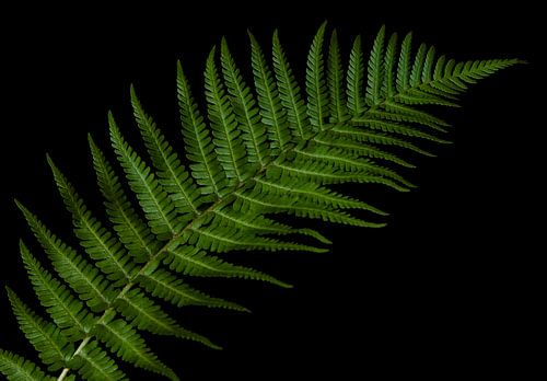 Forest Rhythm