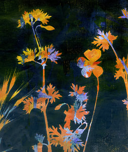 flowers - black and colors