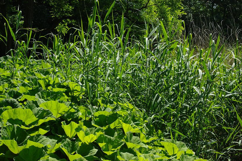 Mooie foto van de natuur. by Brigitte Koster