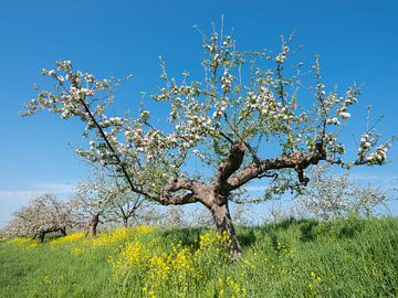blühende Apfelbäume zwischen gelbem Raps entlang des Apfeldeiches entlang der Linge bei Tricht von anton havelaar