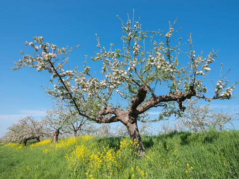 bloeiende appelbomen tussen geel koolzaad langs de appeldijk langs de Linge bij Tricht van anton havelaar