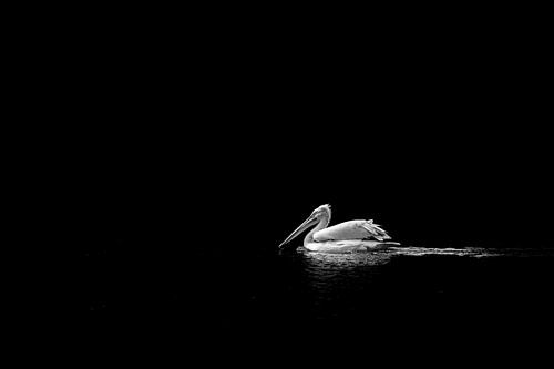 Oiseau noir et blanc