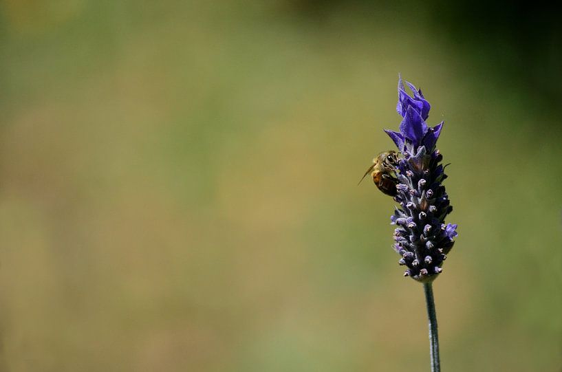Photographie minimaliste : Abeille sur fleur de lavande | Nature en détail par Carolina Reina Photography