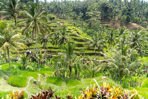 Bali rijstterrassen