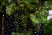 Web design by the spider