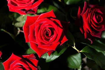Les roses rouges sur Nick van Dijk