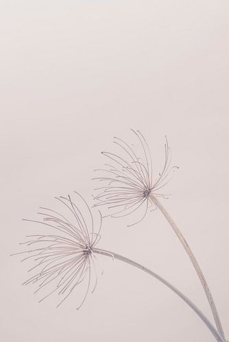 Schoonheid van de natuur 7