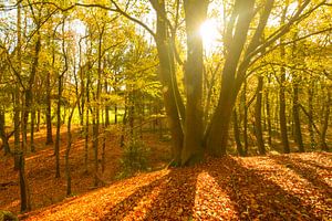 Beech trees in an autumn forest by Sjoerd van der Wal Photography