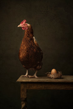 Das Huhn und das Ei