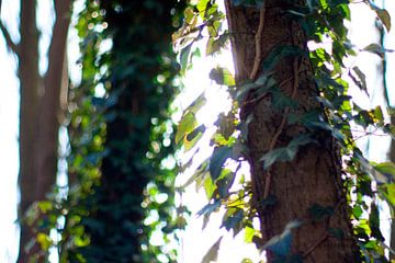 Close-up van bomen met zonlicht