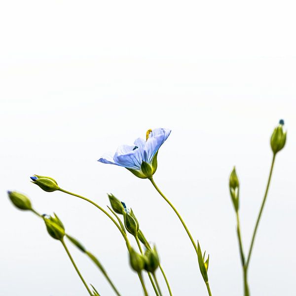 Flax flower by Hille Monster