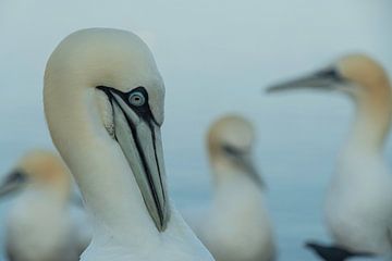 Gannets in Helgoland in the morning