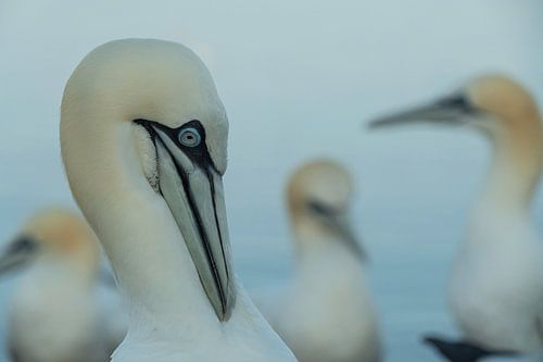 Jan-van-Genten in Helgoland in de ochtend
