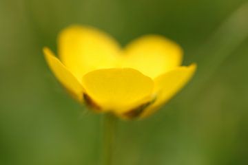 Boterbloem van Bärbel Severens