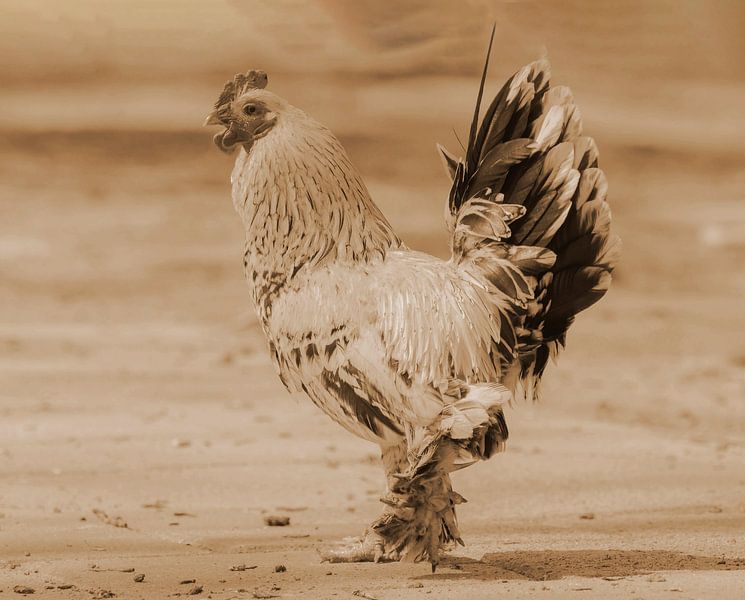 Coq par Ans Bastiaanssen