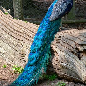 Peacock von T. van der Kolk