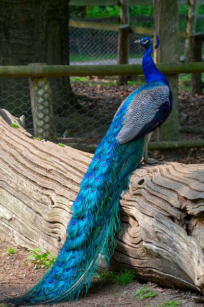 Peacock von T. van der Kolk