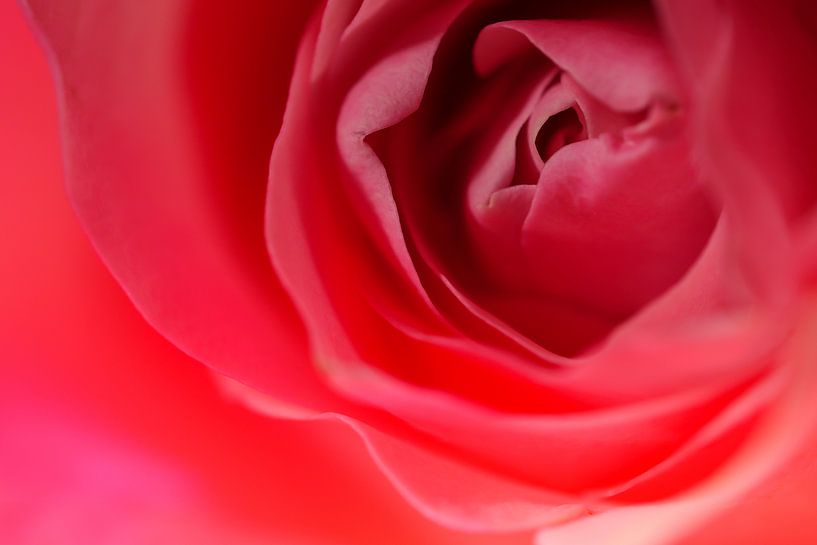 Roze roos 'close up' van Carola van Rooy