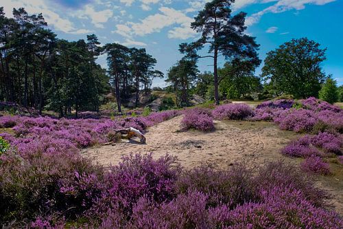 Bloeiende hei op de Soester Duinen