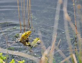 al you need is love in kikkerland by Miny'S