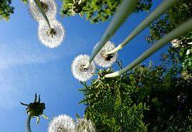 Natuur sur Ria De Jonge