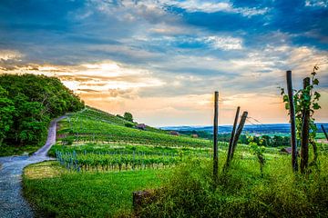 A storm is brewing in the vineyard. by Marcel Hechler