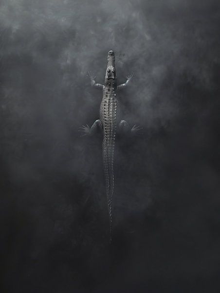 Alligator in de vijver van fernlichtsicht