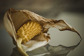 Kultivierte Blume