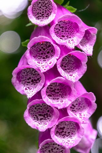 Gros plan debout d'une digitale rose