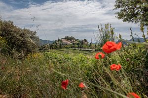 Provence sur Johan Vet