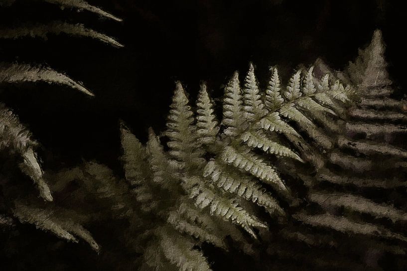 Ferns in oil by Quay Art