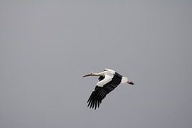 Storch in vollem Flug von Volker Regt
