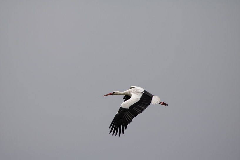 Stork in full flight by Volker Regt