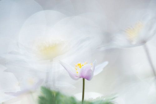 Bosanemoontjes dansen in het bos in mooi licht