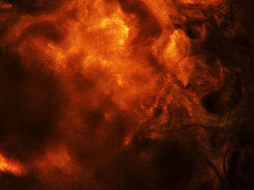 Pfeffersplitter unter dem Mikroskop