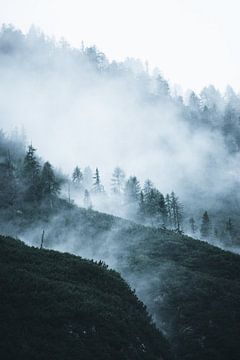 Wolken door het bos van Dylan Shu