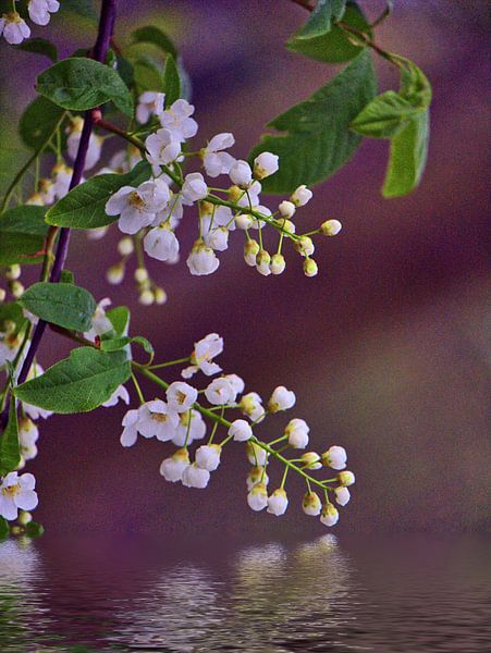 Fleurs au bord de l'eau par Edgar Schermaul
