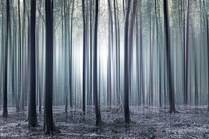 La forêt enchantée sur Violetta Honkisz