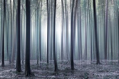 Betoverd bos