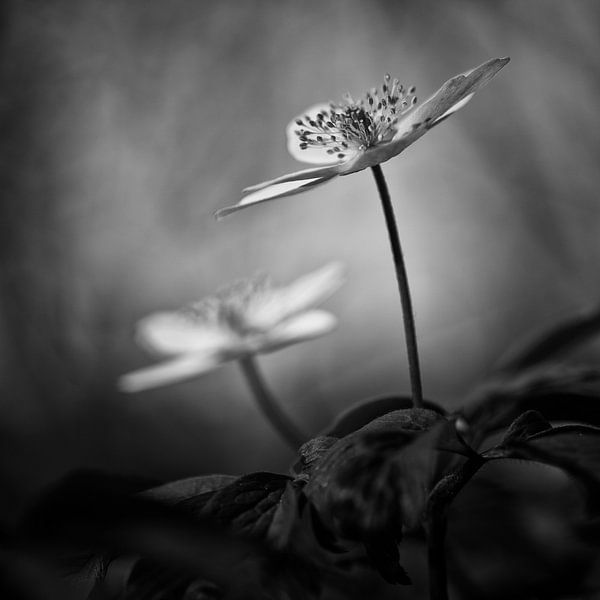 Bosanemoon von Marcel Ohlenforst