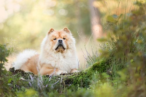 Chowchow dog in the forest