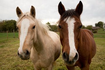 Twee nieuwsgierige paarden van DroomGans