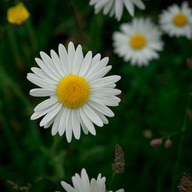 Gänseblümchen von Hildisvini