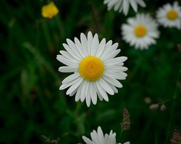 Gänseblümchen von Hildisvini