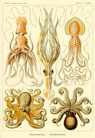 Gamochoniae - Ernst Haeckel