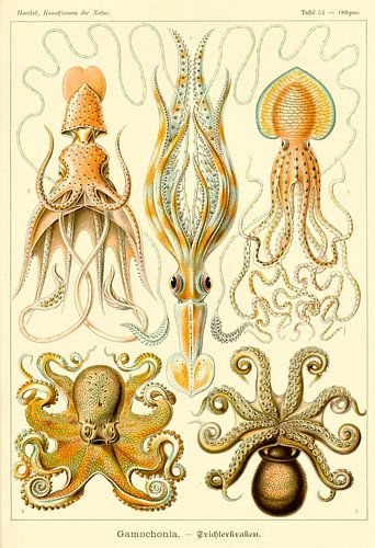 Gamochoniae - Ernst Haeckel
