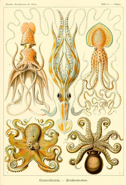 Gamochonia - Ernst Haeckel par Het Archief