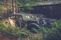 Oldtimers in het bos.